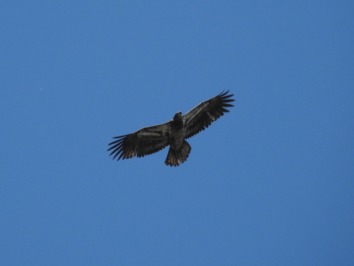 Bald Eagle - ML618795705