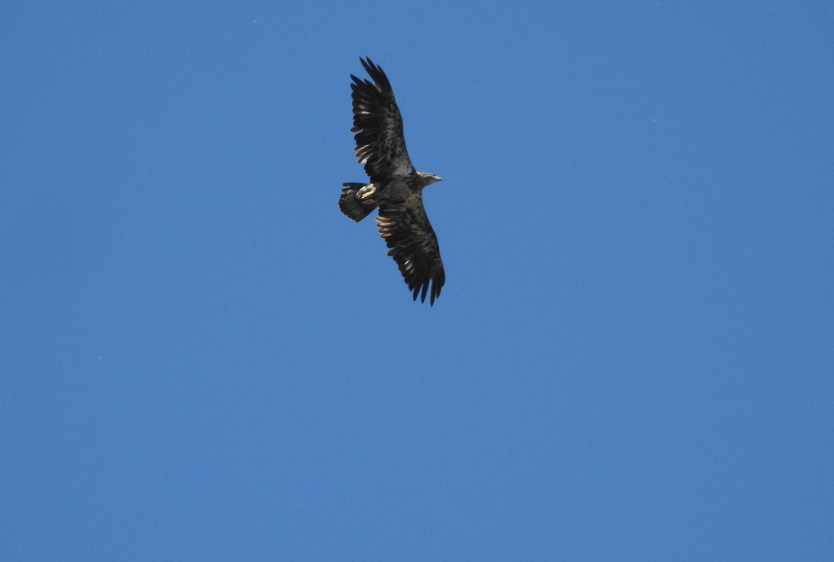 Weißkopf-Seeadler - ML618795707