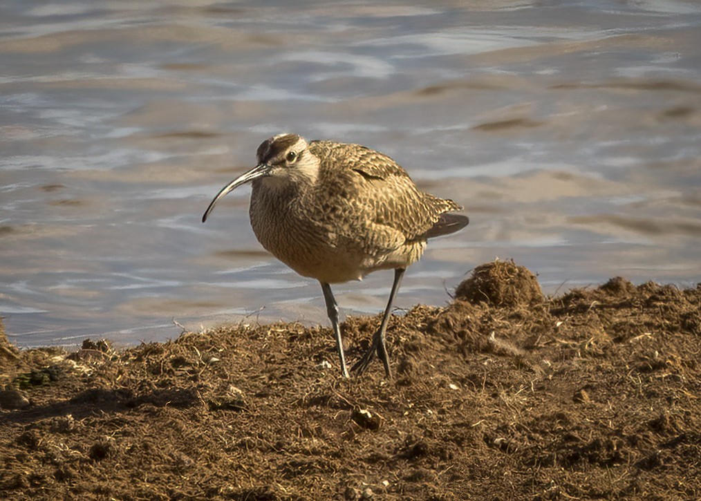 Whimbrel - Kurt Hillman