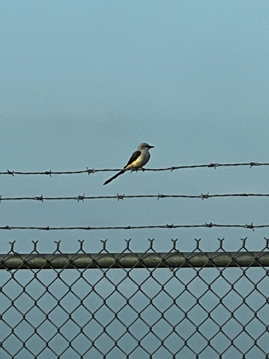 Scissor-tailed Flycatcher - Roni Bierbower