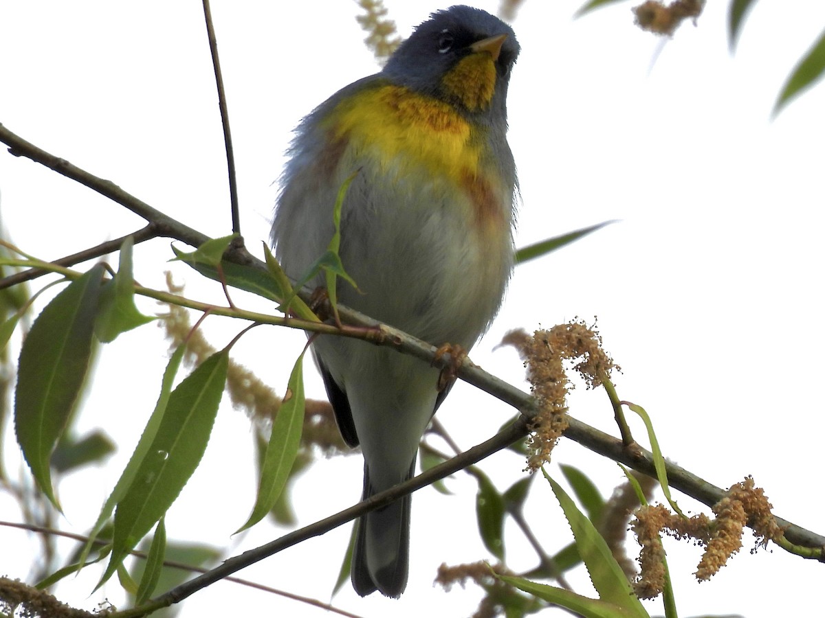 Northern Parula - Ryan Gannon