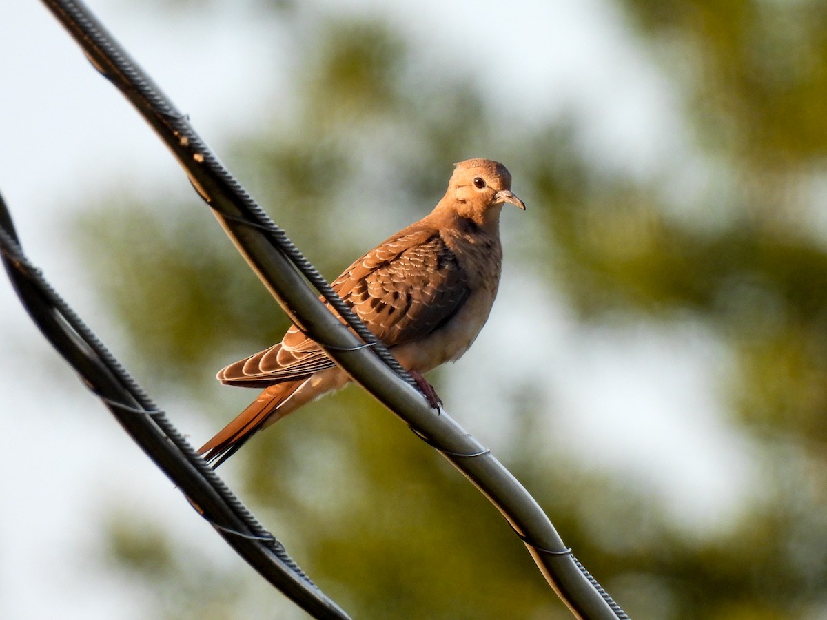 Mourning Dove - ML618795727