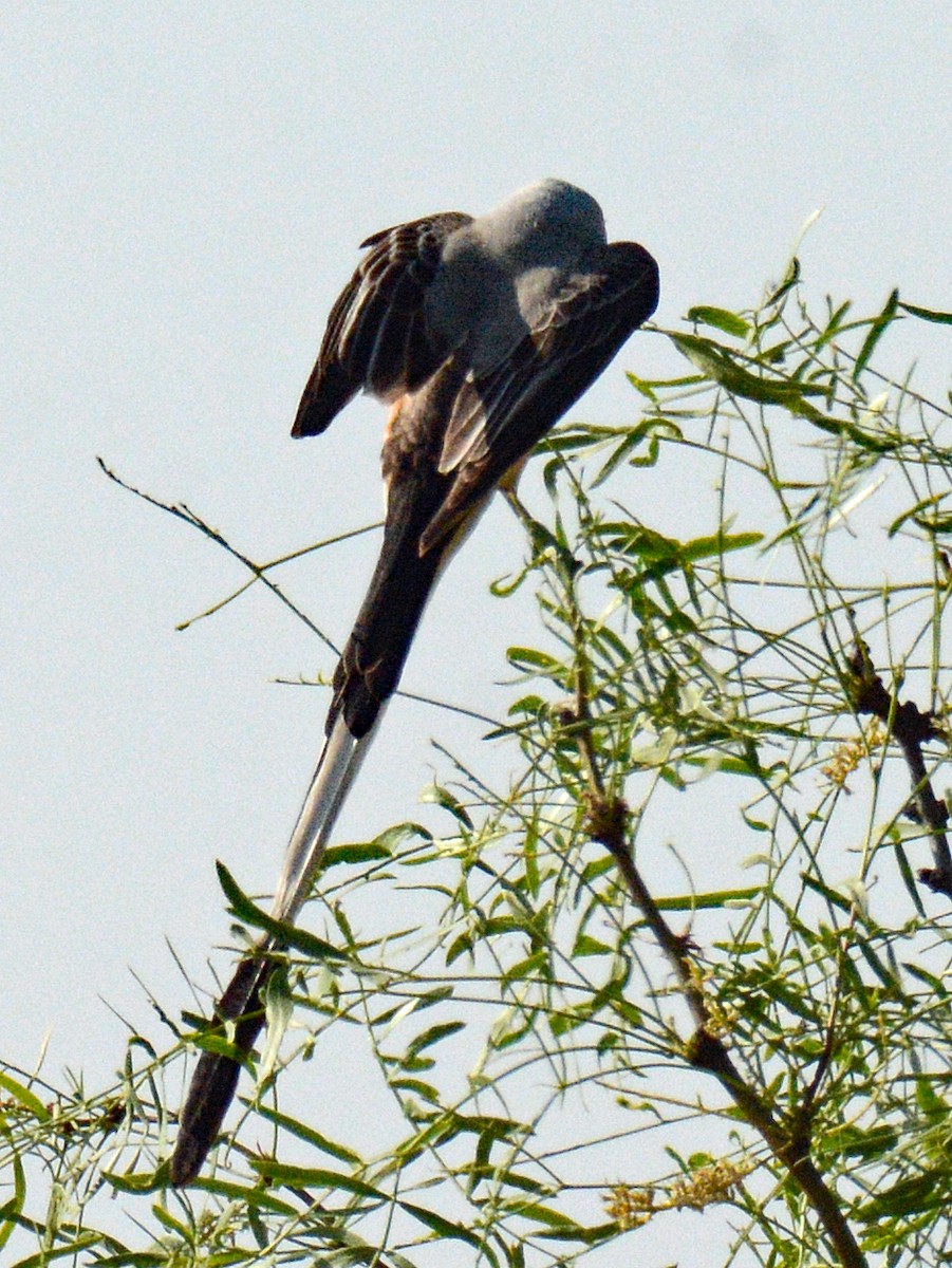 Scissor-tailed Flycatcher - ML618795748