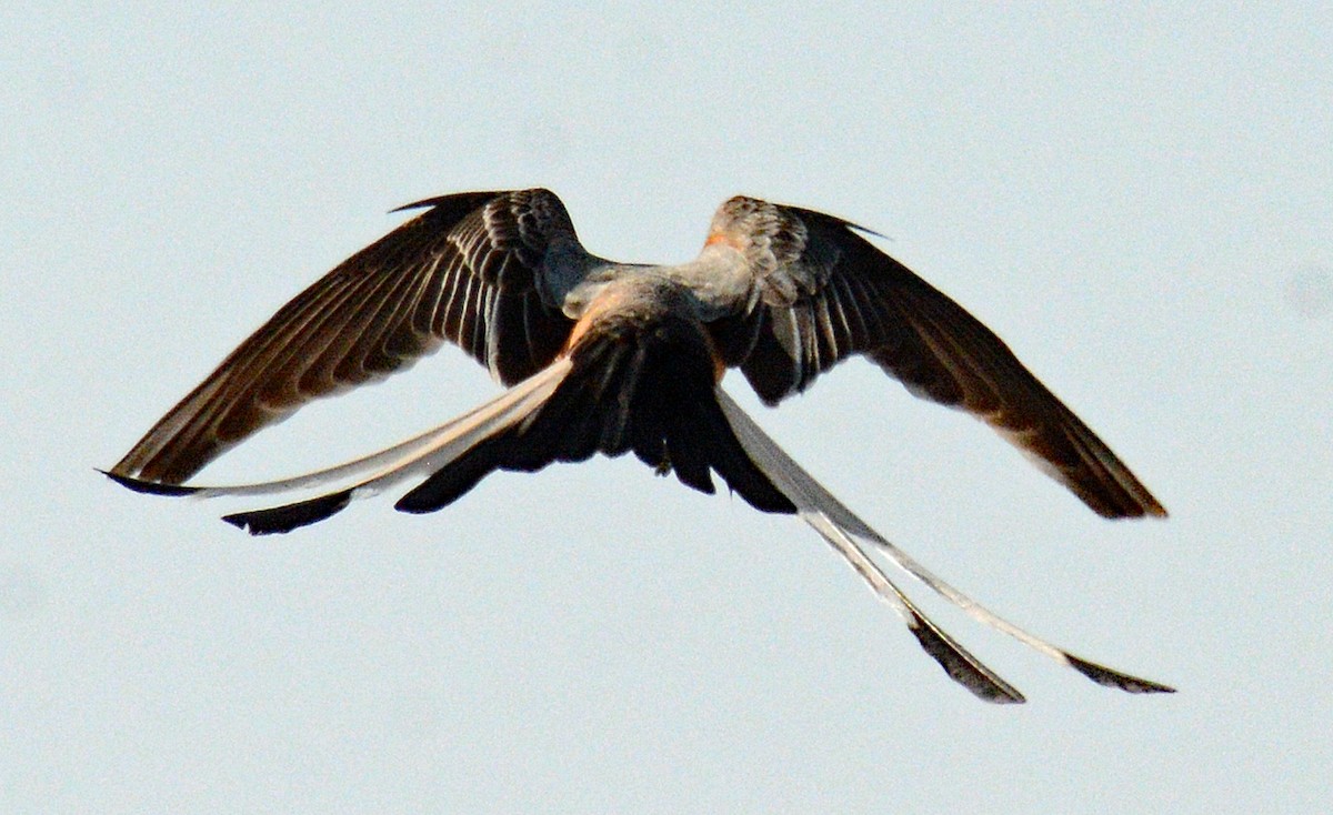 Scissor-tailed Flycatcher - ML618795749
