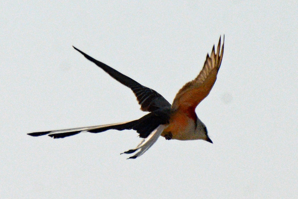 Scissor-tailed Flycatcher - ML618795752