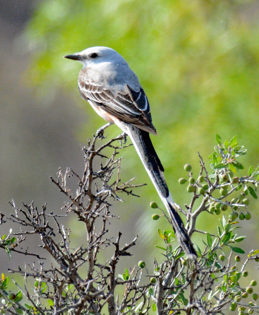 Scissor-tailed Flycatcher - ML618795753