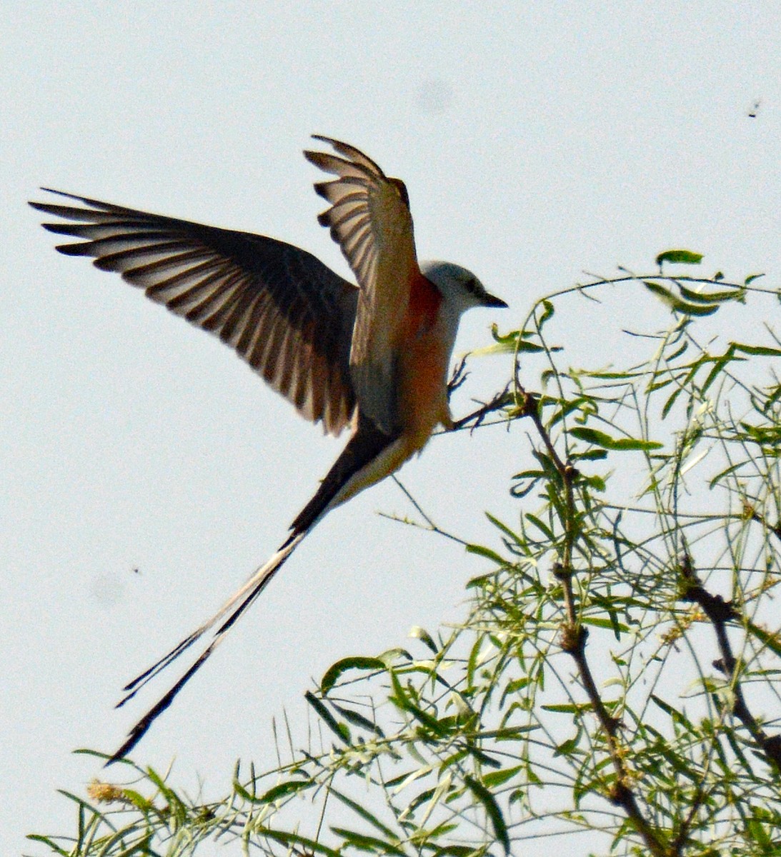 Scissor-tailed Flycatcher - ML618795756