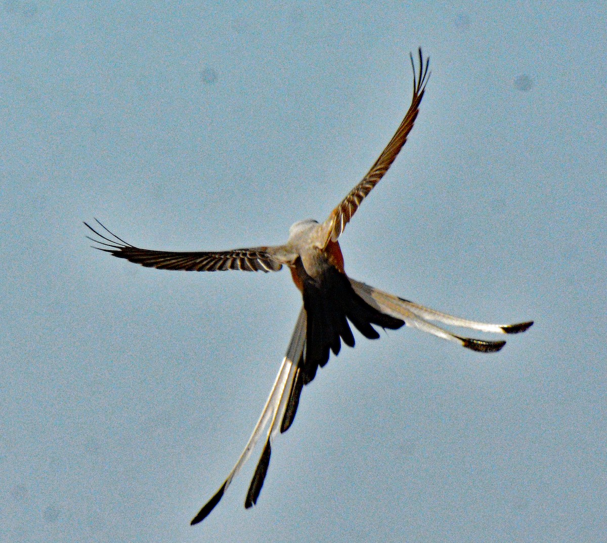 Scissor-tailed Flycatcher - ML618795758