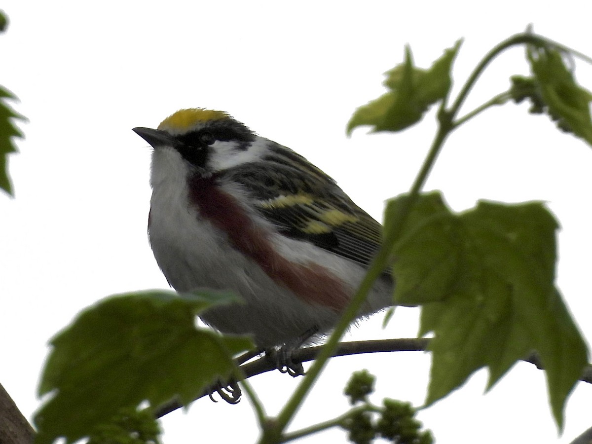 Chestnut-sided Warbler - Ryan Gannon