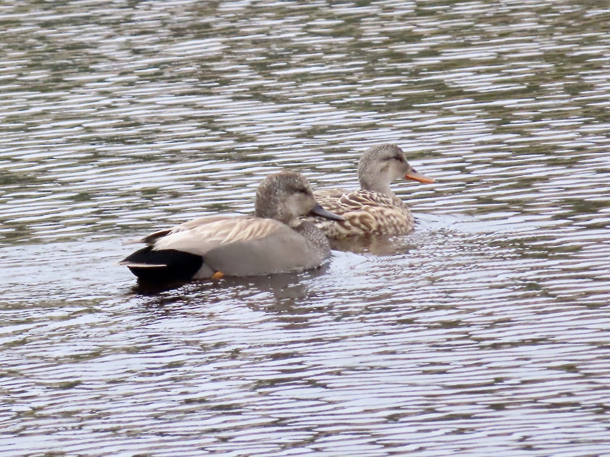 Gadwall - Marjorie Watson