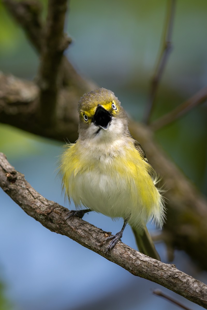 White-eyed Vireo - Renee Sparks