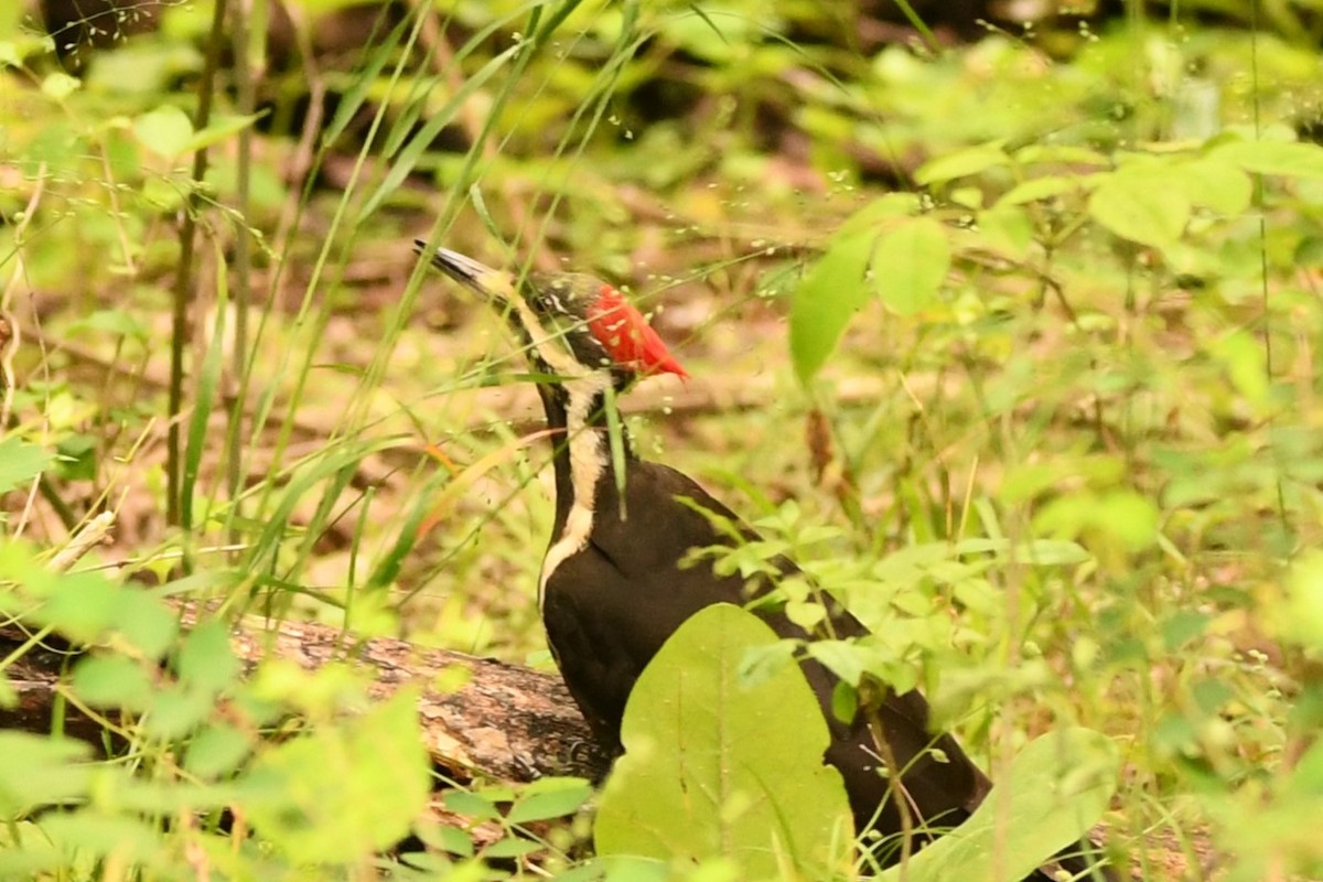 Pileated Woodpecker - Steve Brown