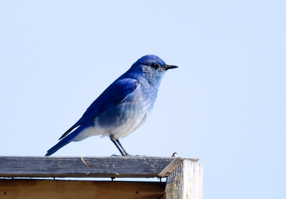 Mountain Bluebird - Tim Johnson