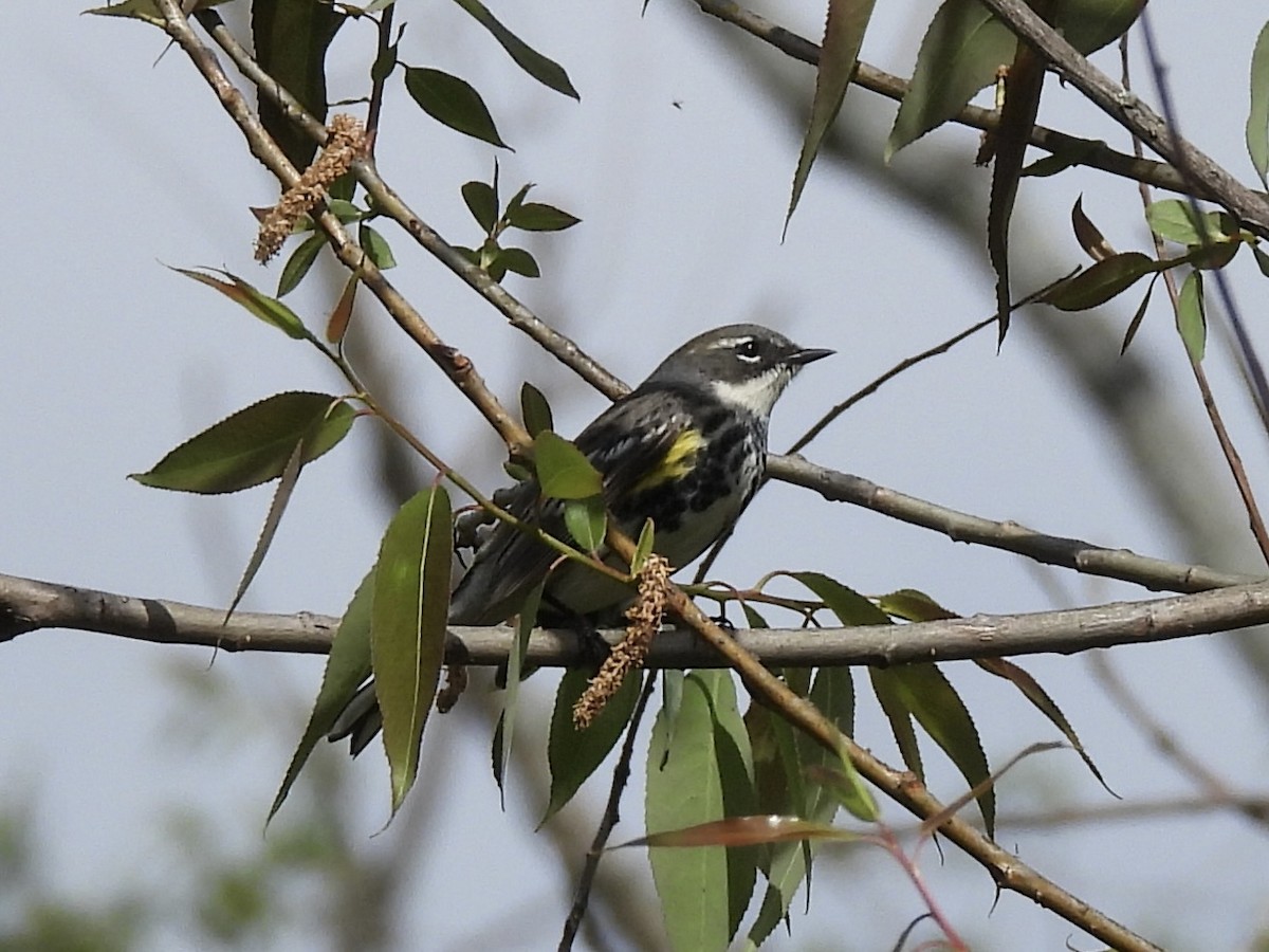 Yellow-rumped Warbler - Ryan Gannon