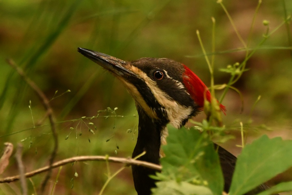 Pileated Woodpecker - ML618795793