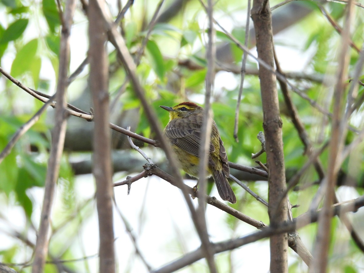 Palm Warbler - Ryan Gannon