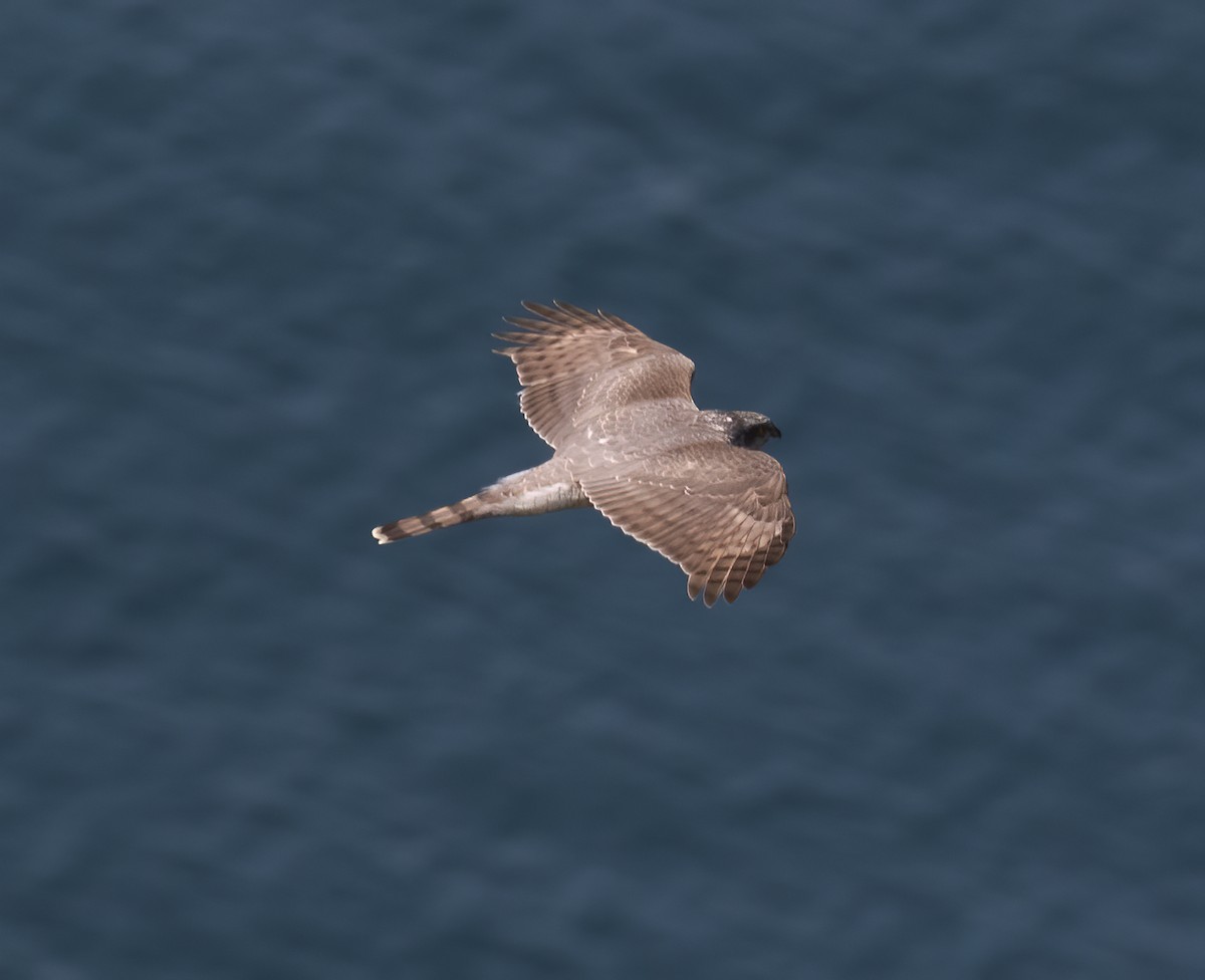 Eurasian Sparrowhawk - Gary Rosenberg