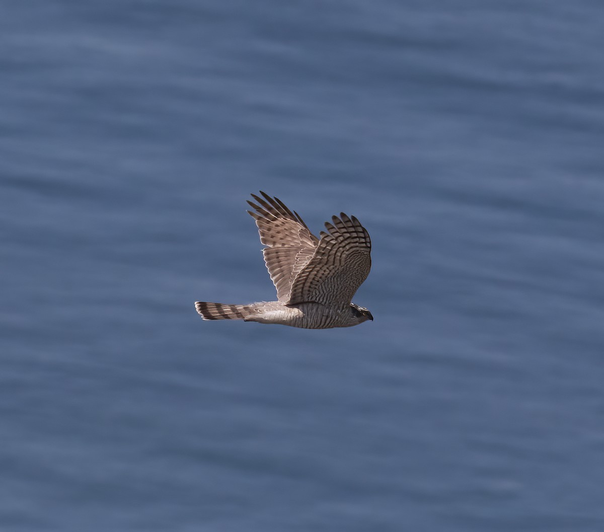 Eurasian Sparrowhawk - Gary Rosenberg