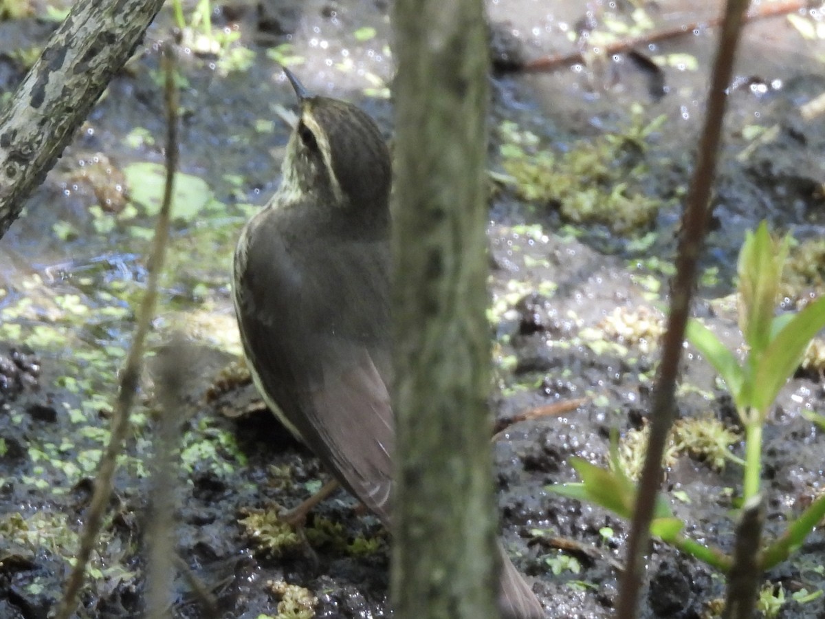 Northern Waterthrush - ML618795831