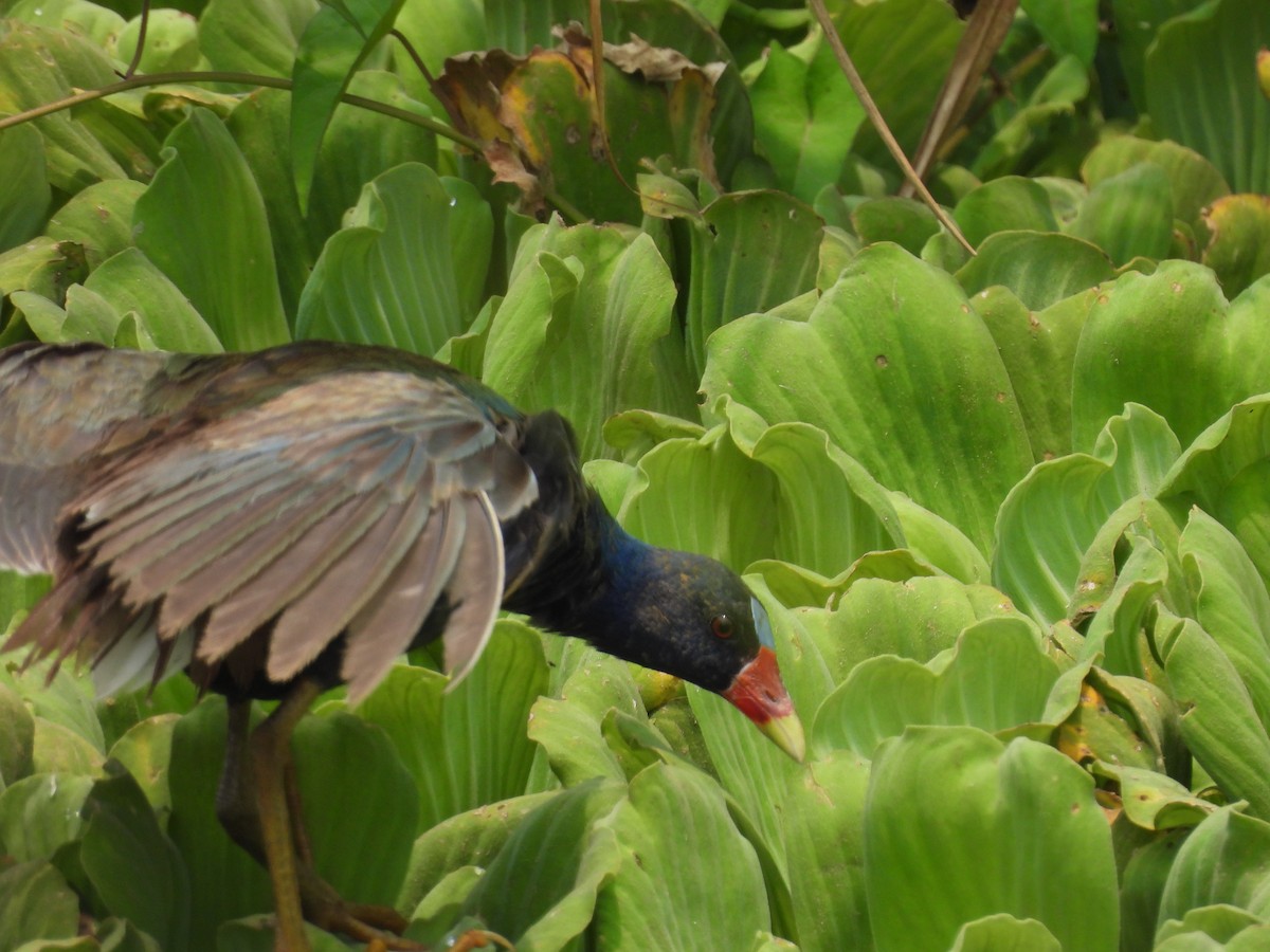 Purple Gallinule - Manuel Graniel