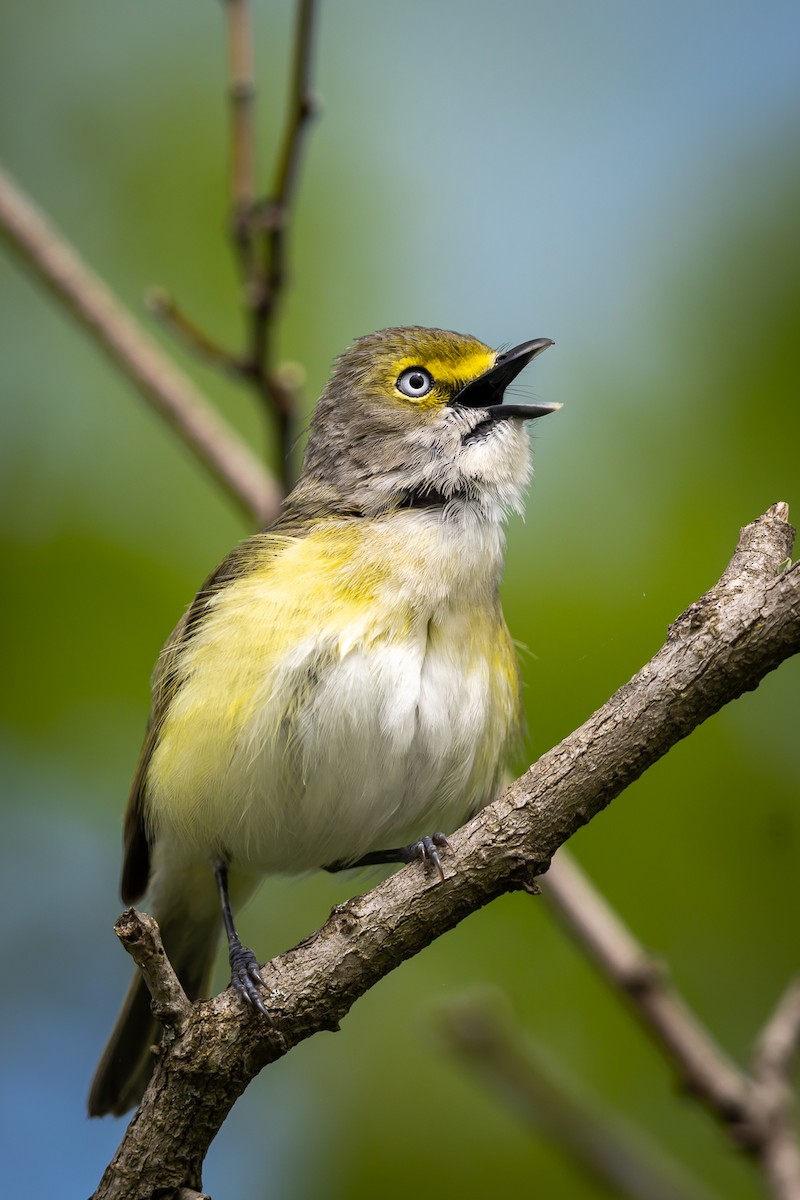 White-eyed Vireo - Renee Sparks