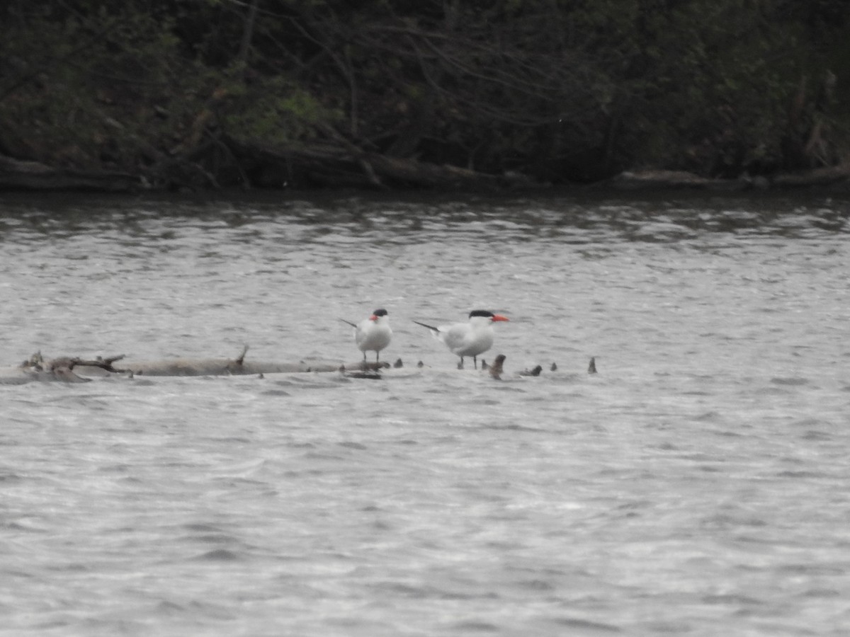 Caspian Tern - ML618795848