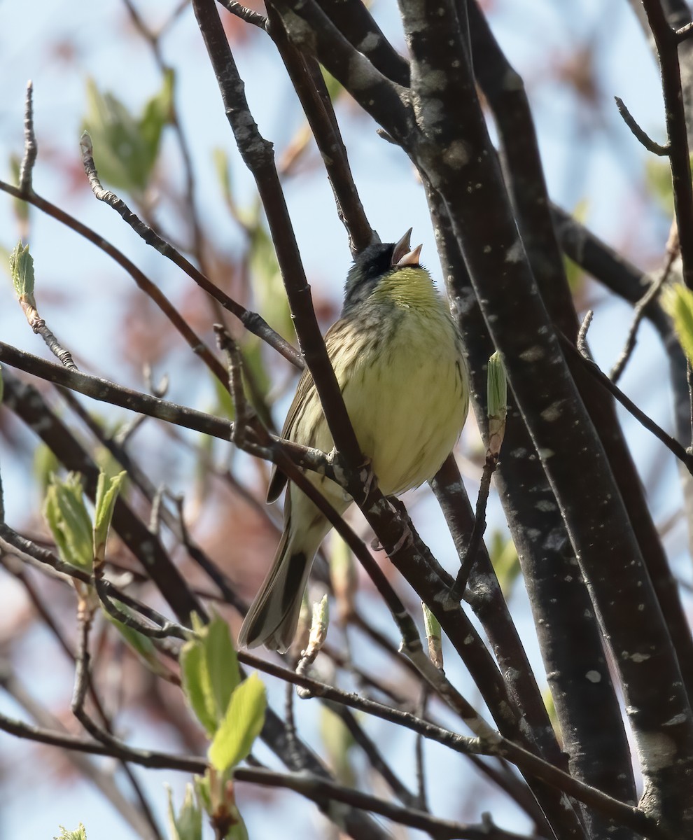 Masked Bunting - Gary Rosenberg