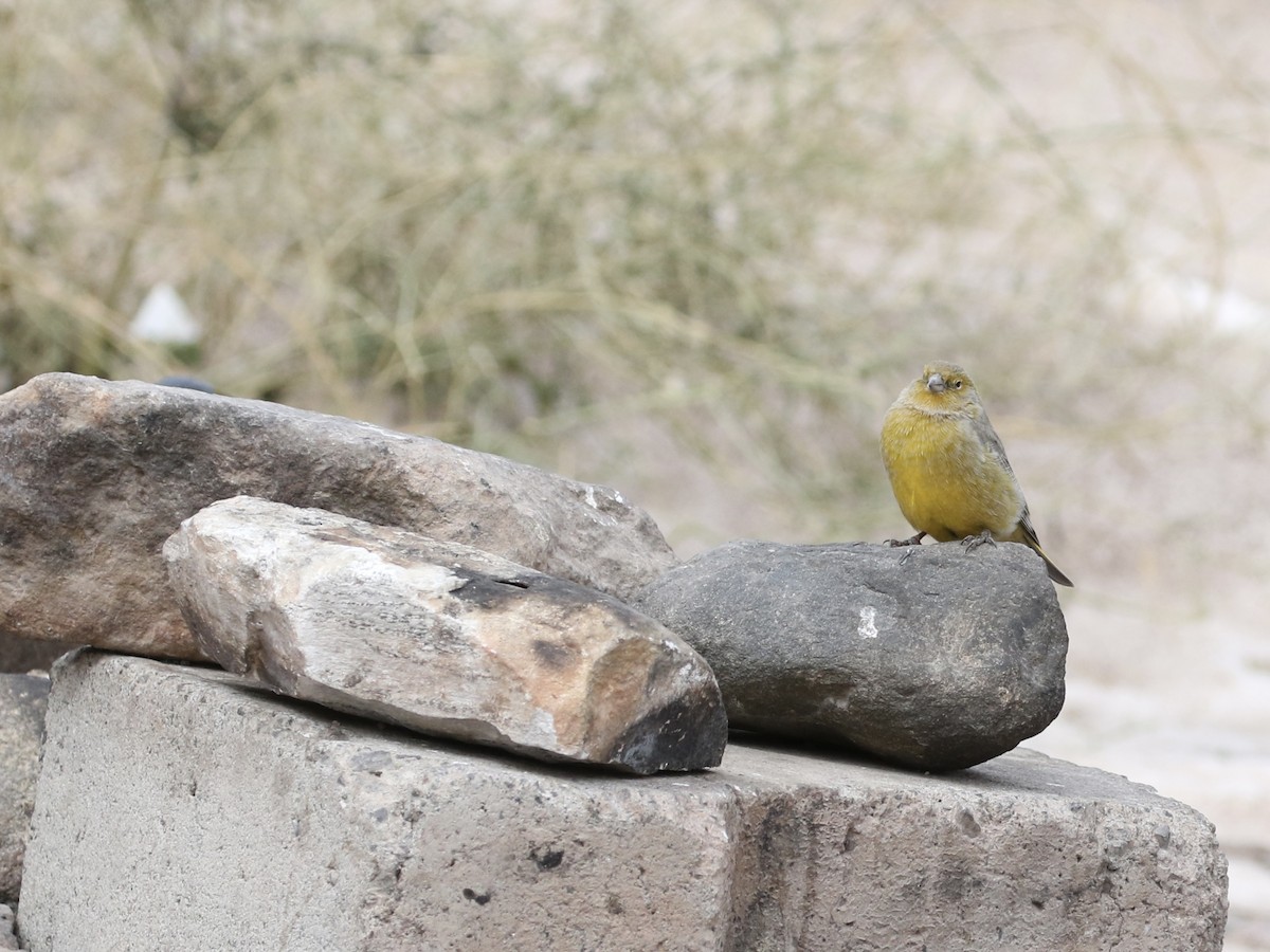 Greater Yellow-Finch - ML618795869