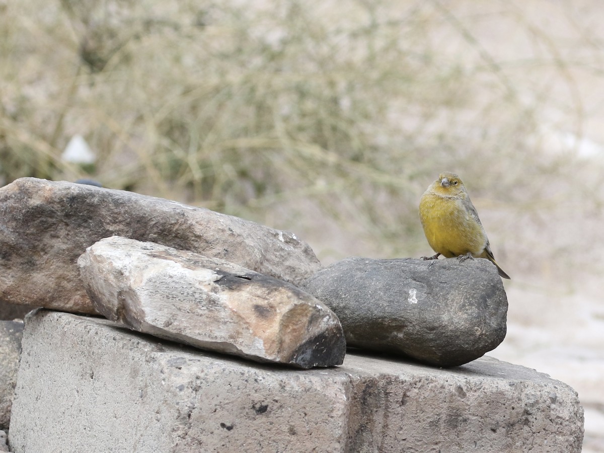 Greater Yellow-Finch - Aaron David