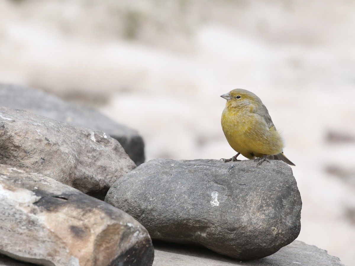 Greater Yellow-Finch - ML618795870