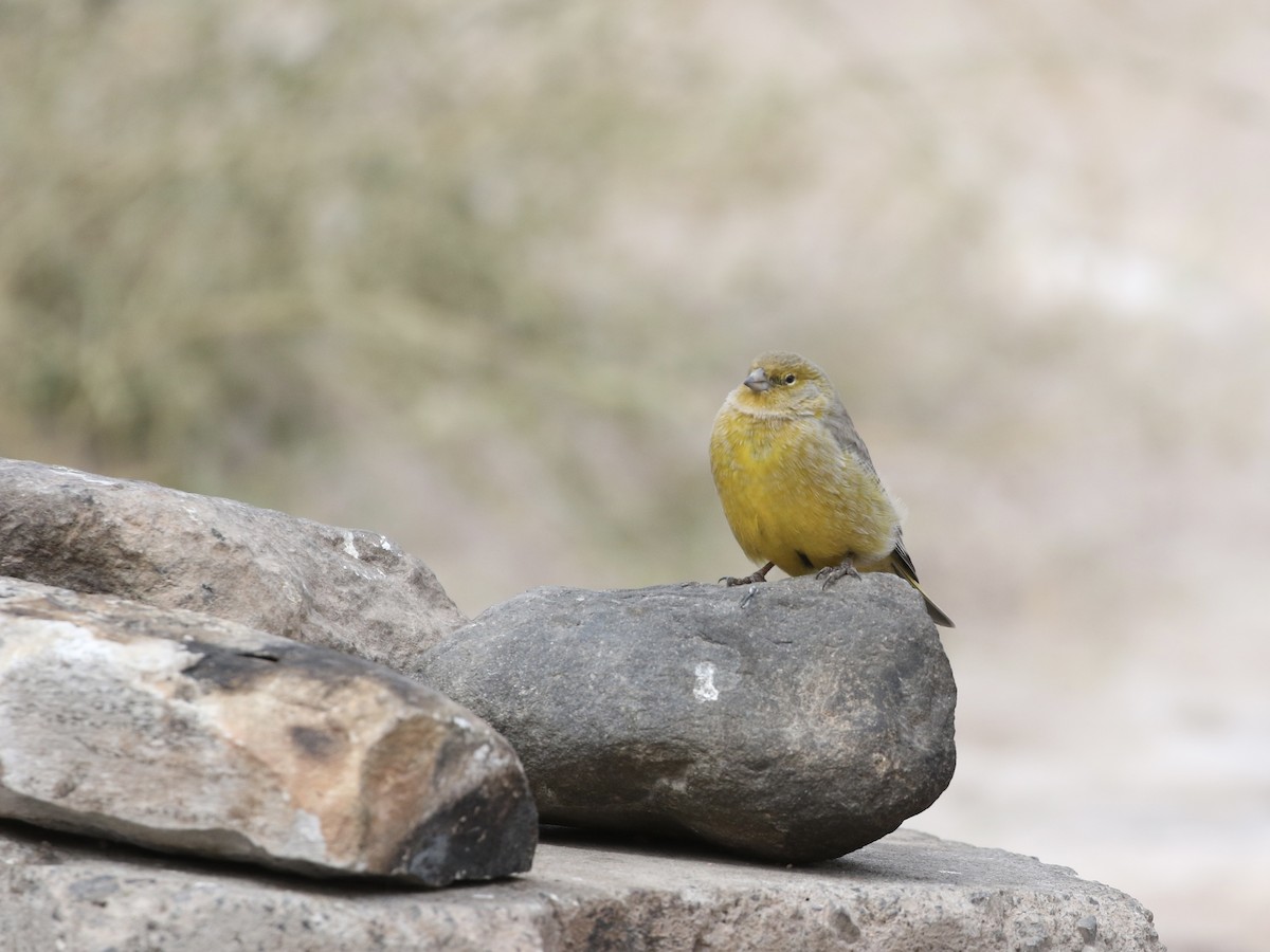 Greater Yellow-Finch - ML618795871