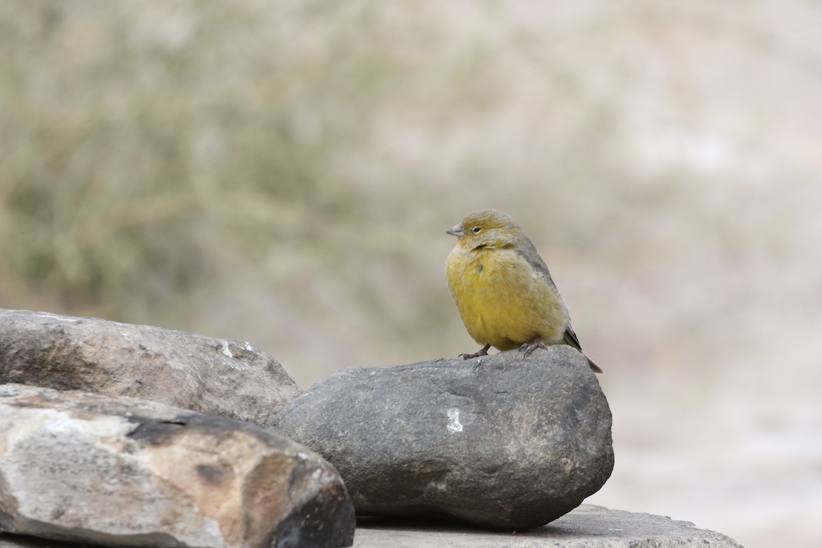 Greater Yellow-Finch - ML618795872