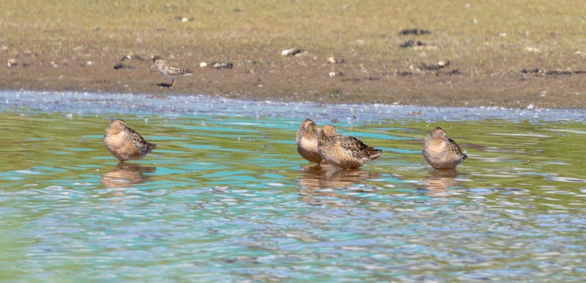 Long-billed Dowitcher - Greg Harrington