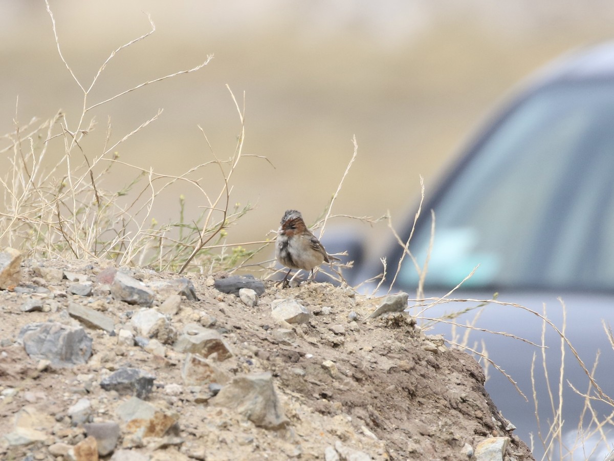 Rufous-collared Sparrow - ML618795884