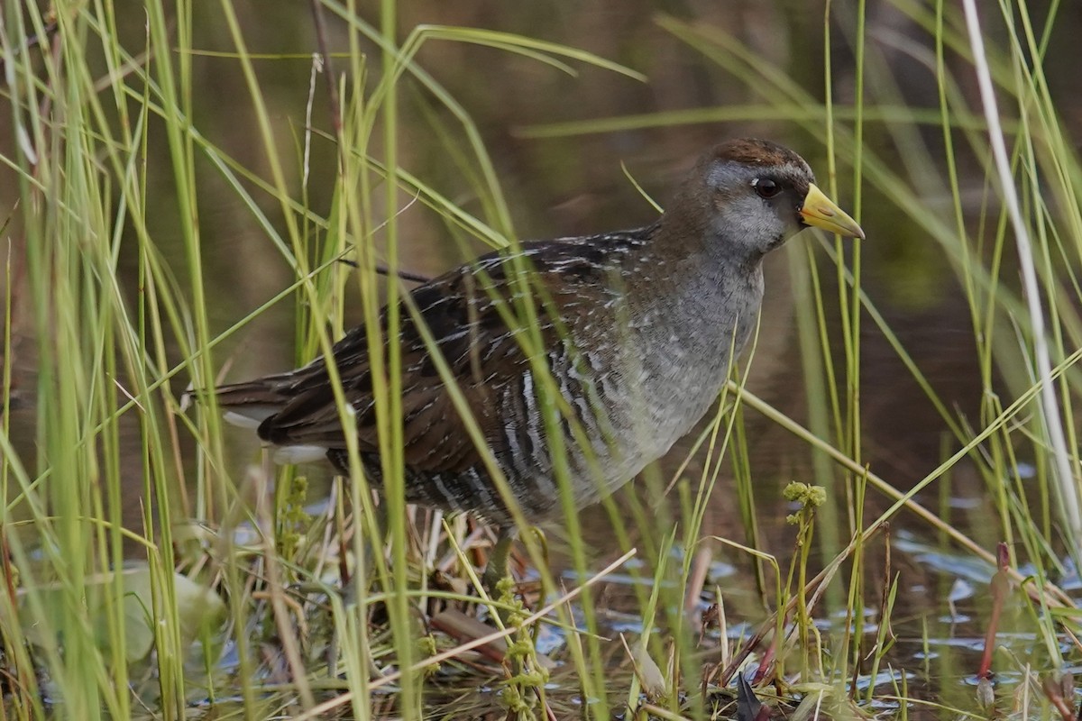 Polluela Sora - ML618795897