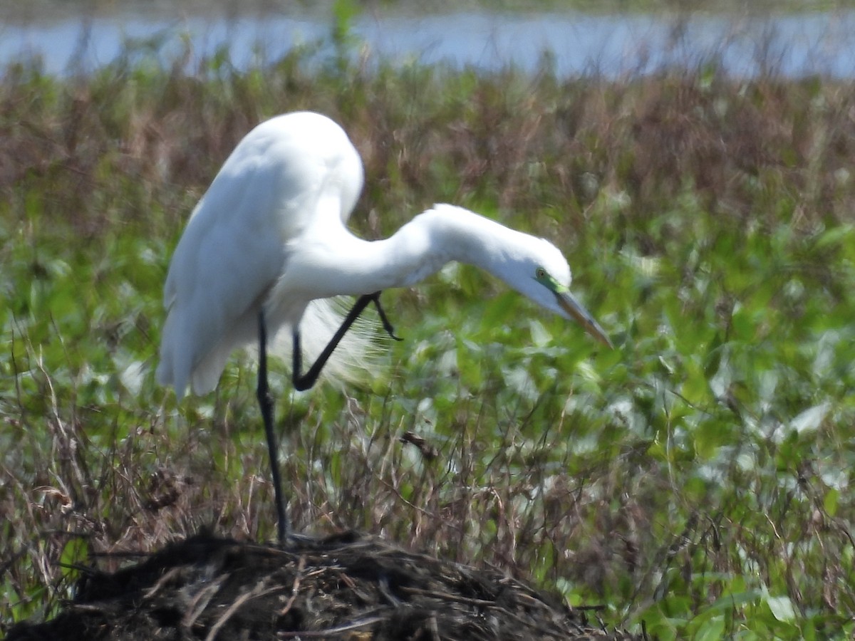 Great Egret - Ryan Gannon