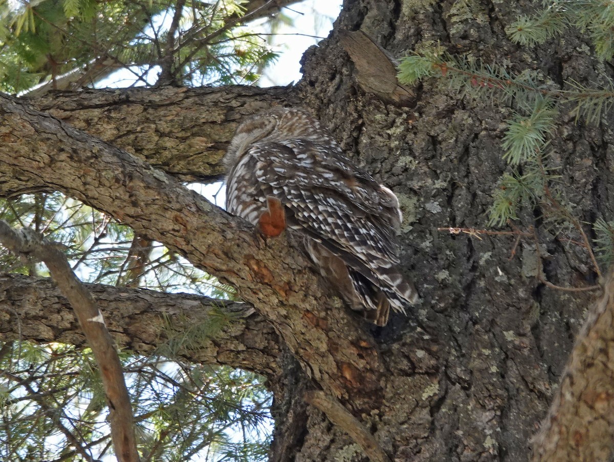 Spotted Owl (Mexican) - Cathy Beck