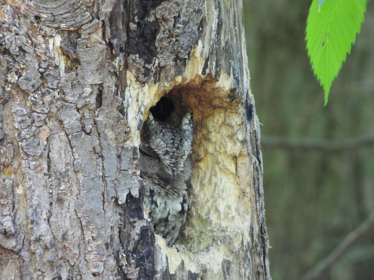 Eastern Screech-Owl - Ryan Gannon