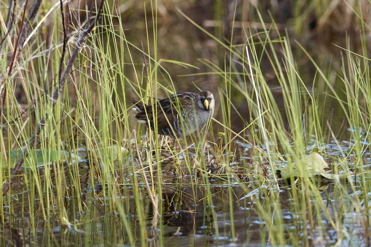 Polluela Sora - ML618795918