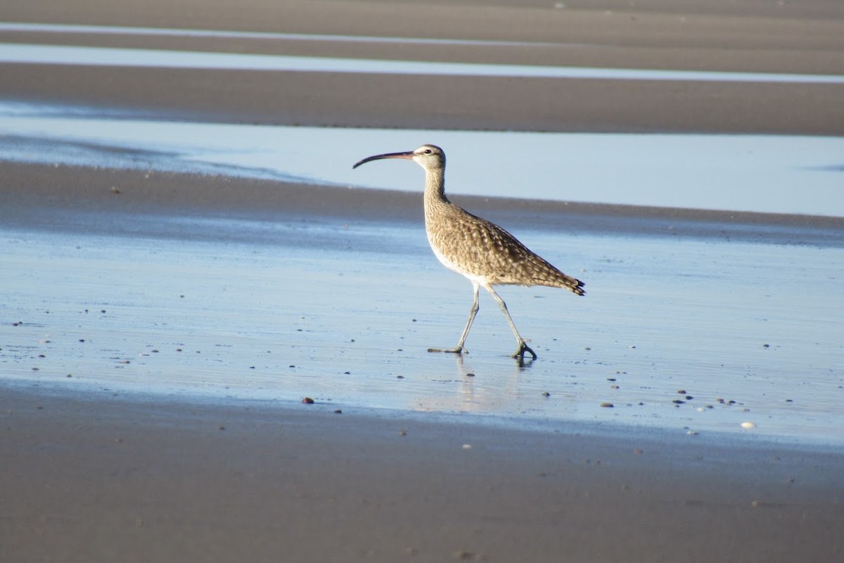 Whimbrel - Marcus Stephens