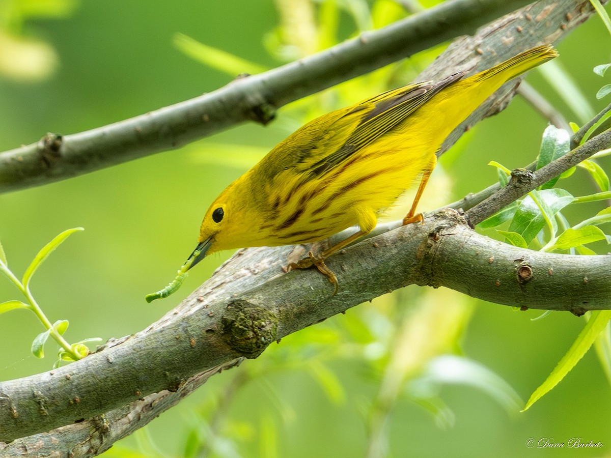 Paruline jaune - ML618795935