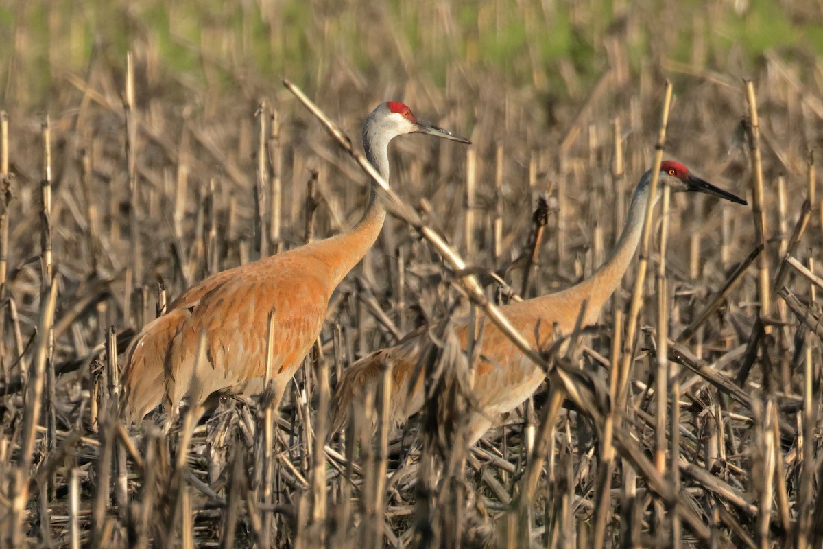 Sandhill Crane - Charlie Arp