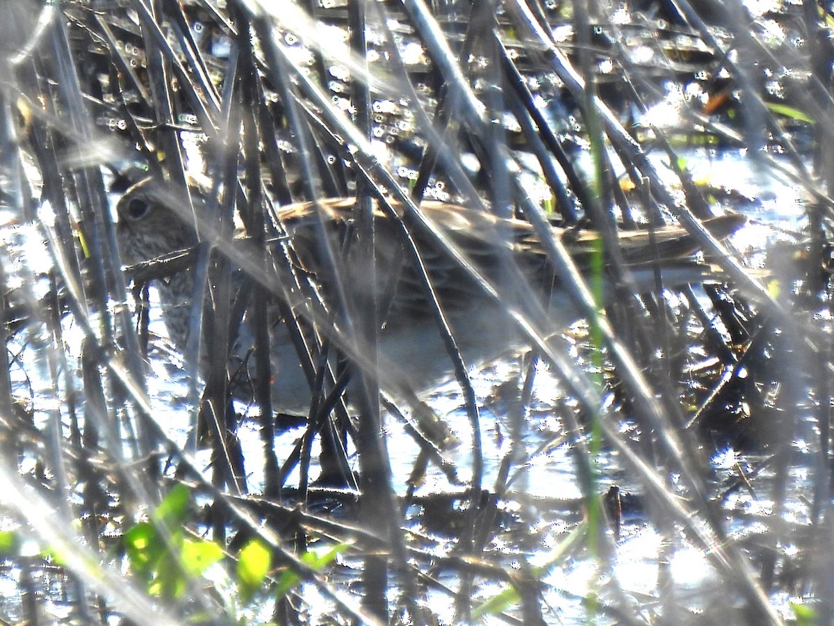 Solitary Sandpiper - ML618795947