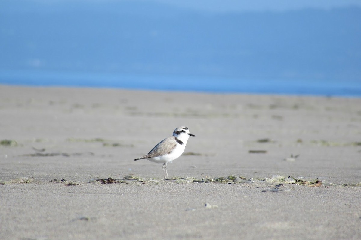 Snowy Plover - Marcus Stephens