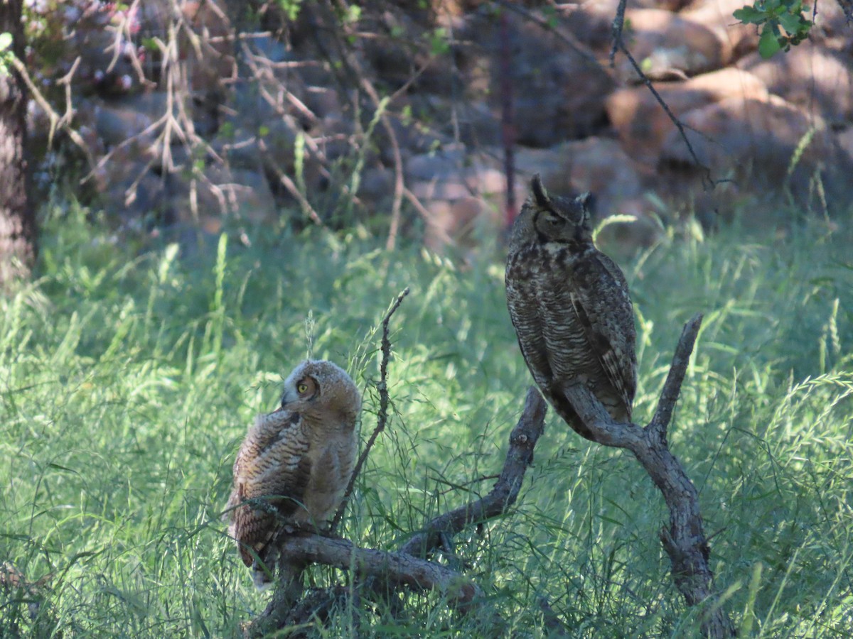 Great Horned Owl - Sharon Rasmussen