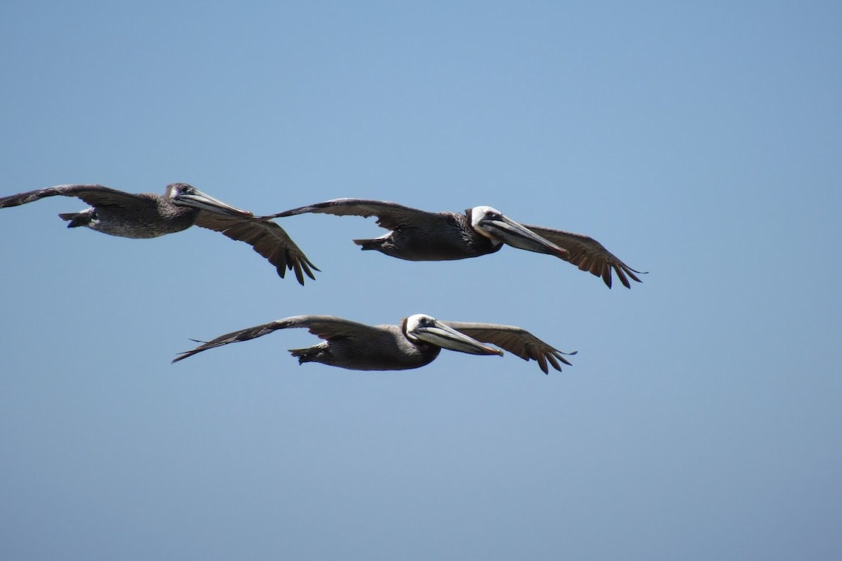 Brown Pelican - ML618795991