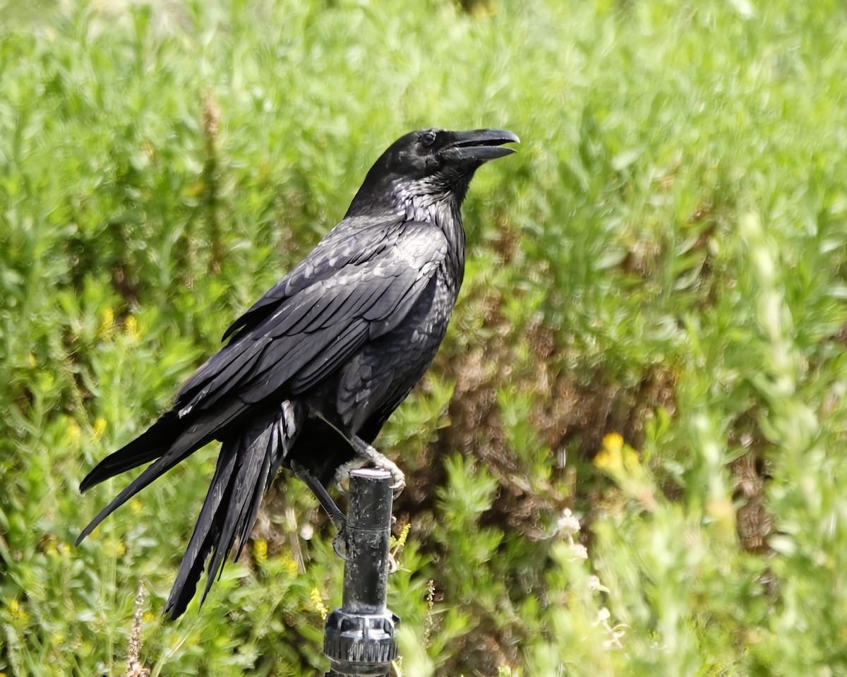 Common Raven - Marie Ostrander