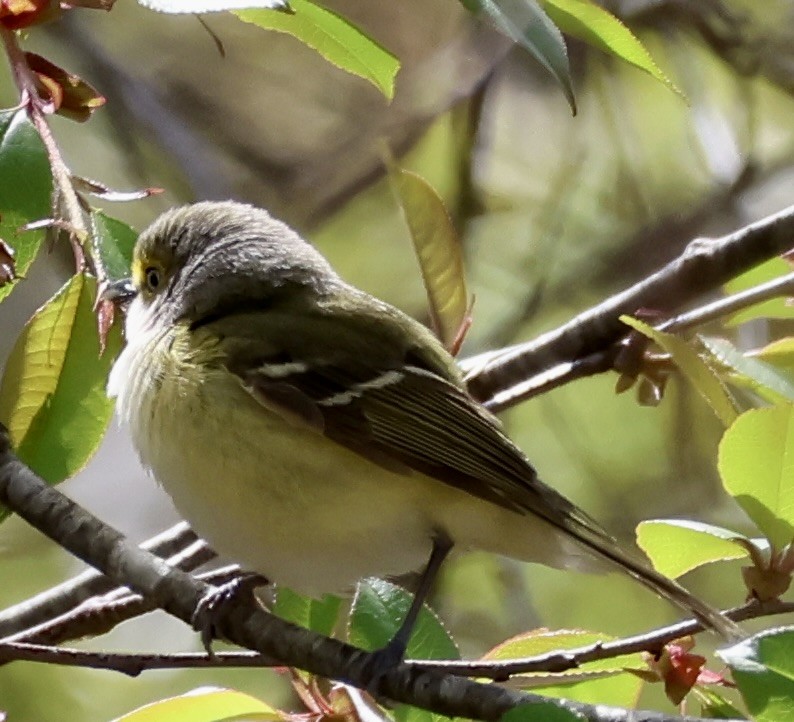 White-eyed Vireo - Margo Goetschkes