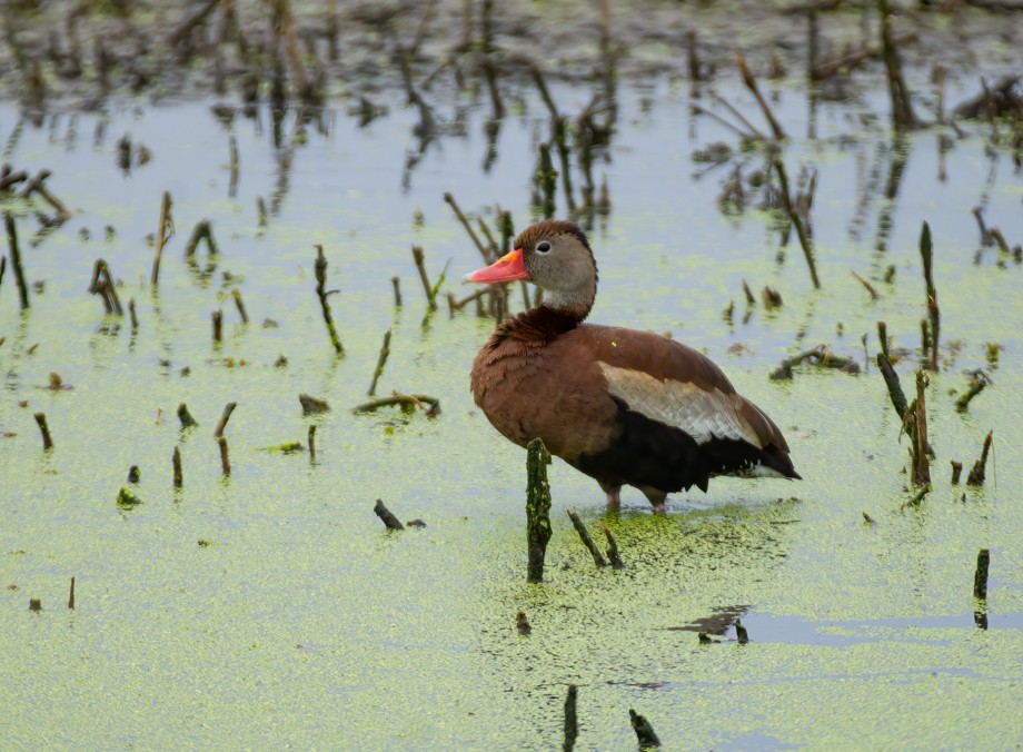 Black-bellied Whistling-Duck - ML618796032