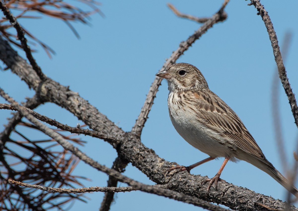 Vesper Sparrow - ML618796050